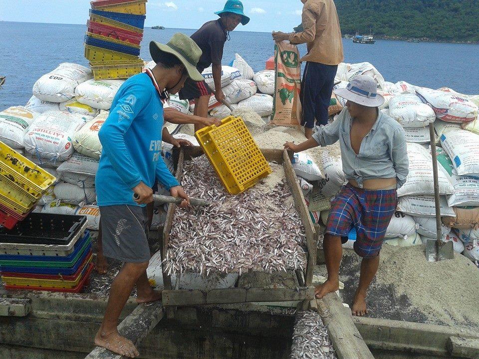 Tàu thu mua của Cty Liên Thành đang thu mua cá cơm của ngư dân Phú Quốc và ướp muối cá.