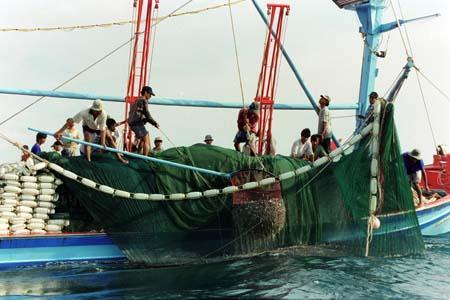 Ngư dân Phú Quốc đang đánh bắt cá cơm